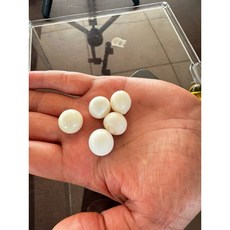 泰國龍宮白金剛跳珠 (約16mm) 隨機出貨 能量運動健身, 1個