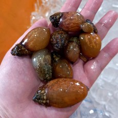 자연산 통영 미더덕 생물 미더덕 회 해물찜 재료 참미더덕 손질미더덕 활 미더덕 된장찌개 재료료, 1개, 1kg 생미더덕