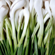 초록초록 팜 국산종자 국내산 제철 손질 깐 쪽파 파김치 파전 산적용, 1박스, 1kg