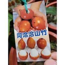 黃金山竹靠接苗 高度70-80公分 黑貓宅配貨到付款