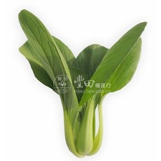 【野菜部屋】F46 夏之光 清江白菜種子 3兩 青江菜 湯匙菜 耐熱 耐雨性佳 全年可栽種, 1包