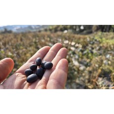[돌개길농장] 25년 국산 햇 서리태 검은콩 속청 새바람 500g 1kg 2kg 3kg 직접재배, 1개