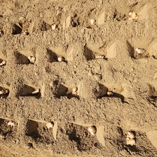 종자생강 씨생강 개량종 생강종자 국산, 1개, 생강종자(씨생강) 2kg