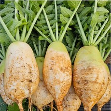 헬시플래닛 김장용 큰 다발 순무 동치미 김장 총각 무우 천수무 동치미 달랑무 무 효능 시세 5Kg, 천수무5kg