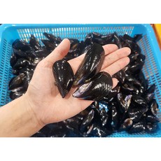 [프리미엄선별] 바다향 가득한 국산 제철 다듬이 홍합, 1개, 두사람상회 다듬이 홍합 2kg