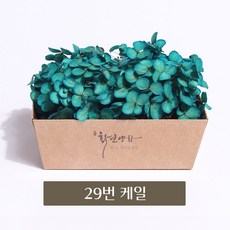화연양화 프리저브드플라워 블루밍 케이스 수국 30색, 29 케일