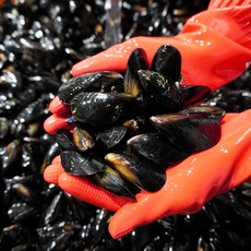 대연수산 통영/고성 다듬이 홍합 3kg, 1개