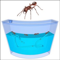 향앤미과학 STEAM 사이언스 3차원 개미집 생물관찰용품 대