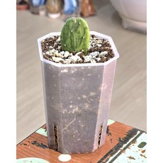 무늬부채선인장 (희귀식물)