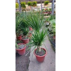 霏霏園藝龍血樹1尺吋盆栽特價 - 室內淨化空氣植栽 美化居家空間, 1個