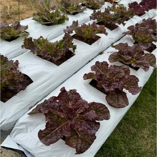 베란다 텃밭 화분 흙이 들어있는 그로우백 반영구 배지, 1개, 화이트
