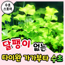 [수초스토어] 달팽이없는 타이완가가부타 1줄기/3줄기 구피 새우 어항 수초 쉬운 키우기 예쁜 은신처 중경 후경 음성 초보 자연 풍성한 치어 베타 열대어, 1개