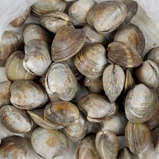 국내산 백상합 2kg 신선한 조개 건강본연, 1개
