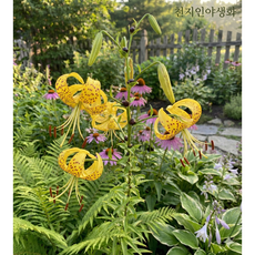 토종 노랑 참나리 구근 튼튼한 묵은둥이 전국 노지 월동 대품1개, 1개