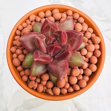 티볼리 농장직송 산아래 다육이 생명력최고 키우기쉬운 공기정화 전자파차단 하월시아 다육 식물 선인장, 1개, 럭셔리