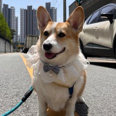 강아지레이스케이프 목걸이