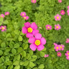 마이플랜트 다쿠퍼플 사랑초 소형 꽃모종 야생화, 2개