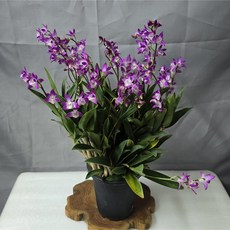 긴기아난 하루요코이 보라색 꽃 화분, 1개