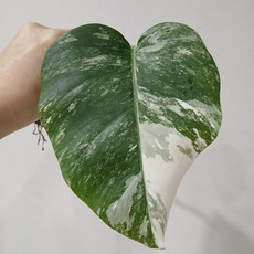 몬스테라 알보 보르시지아나, 1개