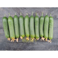 野菜部屋 K78 涼夏水果小黃瓜種子 5公克 早熟品種 耐熱, 1包