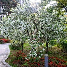 꽃사과나무 묘목 실생1년생 노지월동 사과나무 수분수 봄꽃 정원조경나무 (목하원예조경)