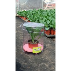 배추흰나비 키우기 세트 기르기 과학 키트 사육 다희네농장, 1개, 소형