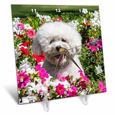 3dRose Bichon Frise in A Field of Flowers Mr. Desk Clock 15.2cm x 15.2cm