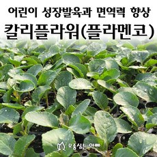 [모종심는아빠] 어린이의 성장발육과 면역력을 향상시키는 칼리플라워 모종, 모종3개, 1개