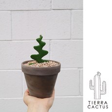 *티에라선인장* 작고 소중한 피쉬본 생선뼈 선인장 - 토분 2 type, 쵸코마블(받침불포함), 1개