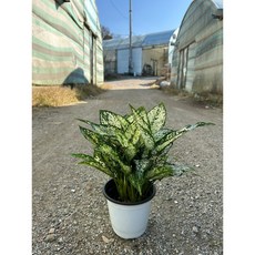 금전수 중형 풍성한 수형 농장직송 실내공기정화식물 화분 행복한꽃농원, 1개, 스노우사파이어 중형