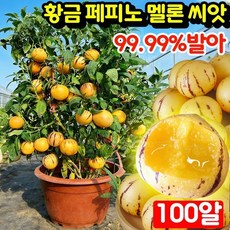 [쉬운재배] 50알/100알/200알 황금 페피노 멜론 씨앗 페피노 멜론 씨앗 모종 봉지 포장 우유향 황금 크림향 수분 많은 건강에 좋은 맛있는 과일 씨앗, 100개