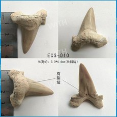 메갈로돈 귀 이빨 상어 실제 화석 원석 광석 표본 모로코 해양 고생물학 장식 선물, ECS-010