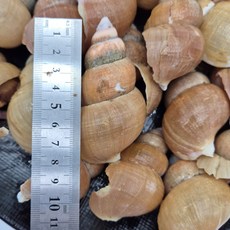 [당일발송] 포항 자연산 골뱅이 800g 급냉, 2개, 800g, 20미 내외