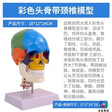두개골모형 해골 경추 해부학 해부 교육용 컬러, 자궁경부 척추가 있는 자연스럽고 크고 화려한 두개골