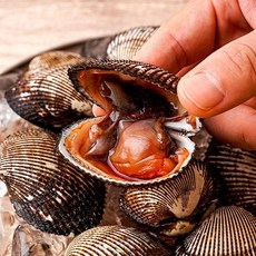 산지직송 남해안 피조개 피꼬막 2kg 3kg 5kg, 01.남해안 피조개 피꼬막 2kg 30-40미