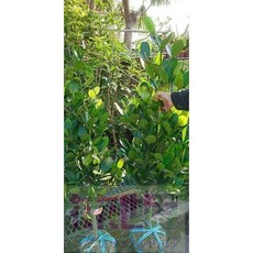 花花世界 喬木圍籬 福木(土球) 藤黃科 樹姿優美 7尺盆 苗高180cm