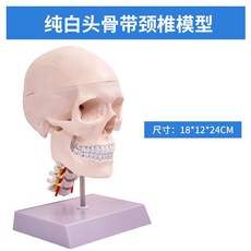두개골 경추 모형 과학실 목뼈 교육 실습 머리뼈, 경추와 함께 순수한 흰색 두개골