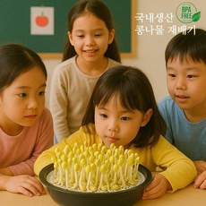 국내생산 콩나물 재배기 집에서 새싹 키우기 유치원 기르기 채소, 콩나물 무지박스, 30g, 1개