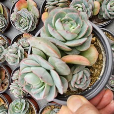 [해뜰다육] 환엽글로리아 다육식물 선인장, 1개