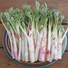 강원도 봄나물 땅두릅 독활 500g 1kg, 1개