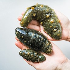 거제도 해녀 생물 활 해삼, 1개, 1.5kg