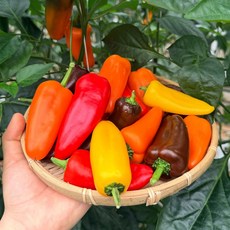 맛통령 국내산 파프리카, 미니 파프리카 1kg내외, 1개