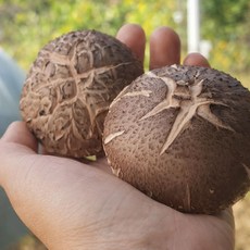 [괴산]표고향기 산지직송 쫄깃하고 향긋한 생표고버섯 국내산 참나무, 1박스, 고급가정용(1kg)