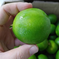 유쎌스토어 라임6과 과당 85g 내외 고급과일 과일