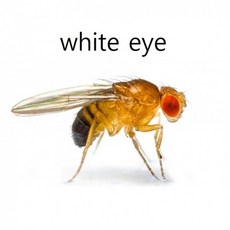 초파리 미교배 암컷 (2~3마리) white eye/생물 과학 실험 재료