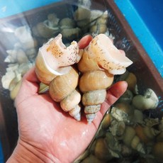 동해안 생물 백골뱅이 골뱅이 백고동 무침 탕 1kg, 1개, 1kg내외(50미 내외)