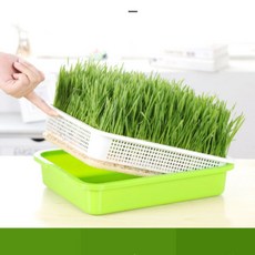 새싹채소 수경재배 화분 상추 밀싹 보리싹 홈가든 키트 실내재배 채소키우기, 1개