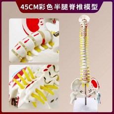 척추모형 골반 대퇴골 해골 의료용 미골 요추 모형 추간판, D. 45cm 색상 척추 반다리뼈