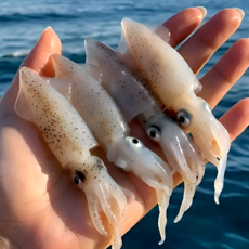 [당일새벽조업]국내산 꼴뚜기 생물 호래기 횟감, 1박스, 500g