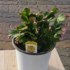 에이피팩토리 황금게발선인장 황금색 선인장 다육식물, 1개